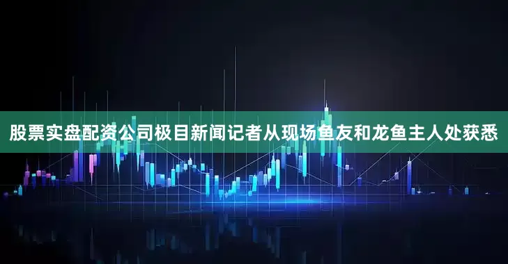 股票实盘配资公司极目新闻记者从现场鱼友和龙鱼主人处获悉